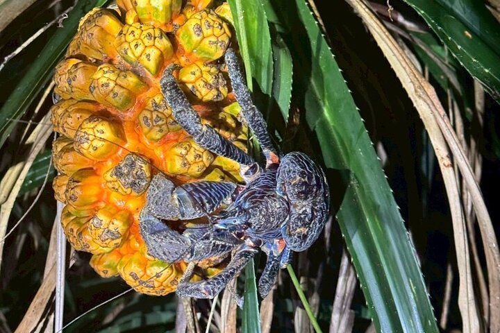 Okinawa Miyako Jungle&Starry Sky tour Free Pick up and Drop off