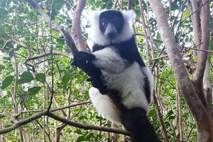 Two days tour to Andasibe NP