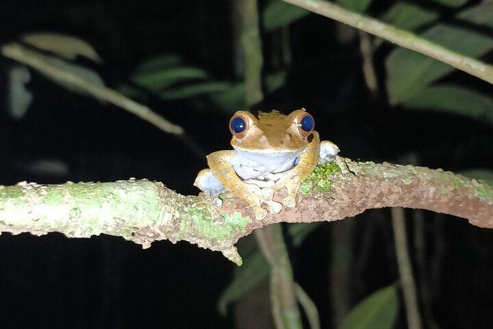 Two days tour to Andasibe NP
