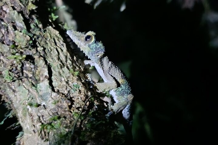 Two days tour to Andasibe NP