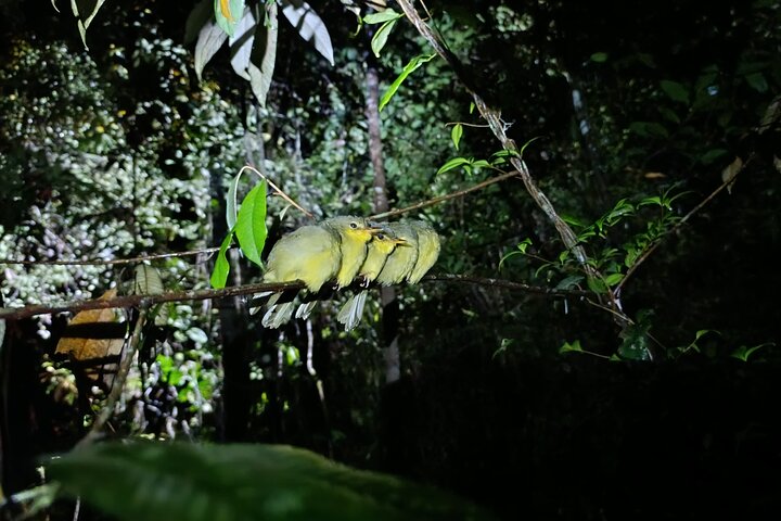 Two days tour to Andasibe NP
