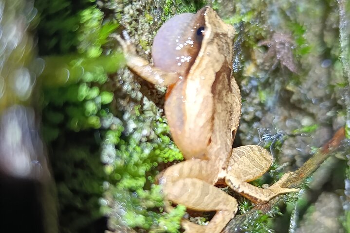 Two days tour to Andasibe NP