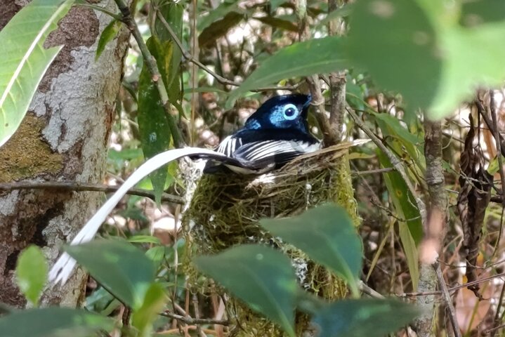 Two days tour to Andasibe NP