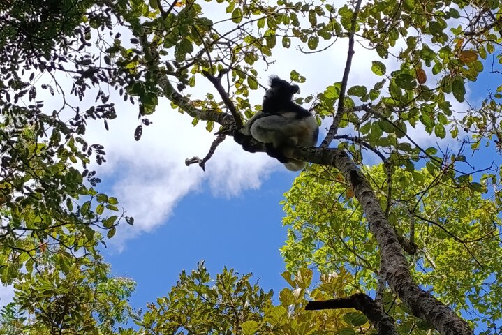 Two days tour to Andasibe NP
