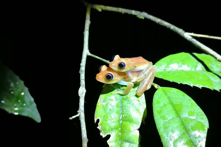 Two days tour to Andasibe NP