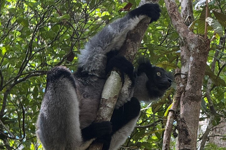 Two days tour to Andasibe NP