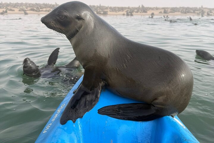 Seal Kayaking at Pelican Point from Swakopmund