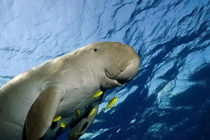 Coron Group Dugong and Turtle Watching with Lunch