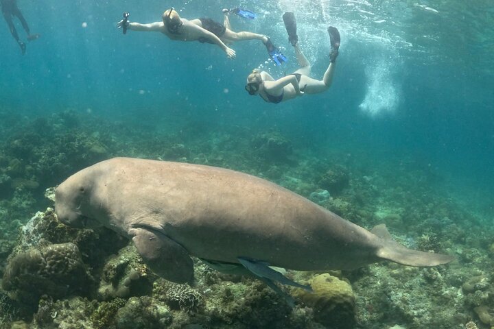 Coron Group Dugong and Turtle Watching with Lunch