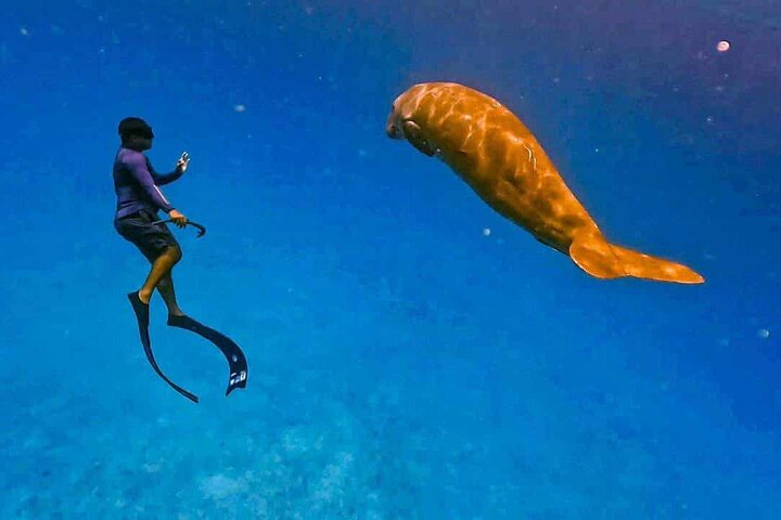 Coron Group Dugong and Turtle Watching with Lunch