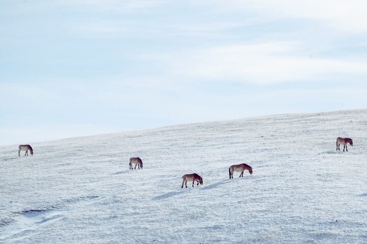 Private Day Tour in Hustai Nuruu National Park