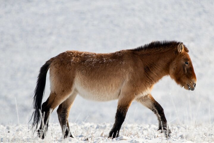 Private Day Tour in Hustai Nuruu National Park