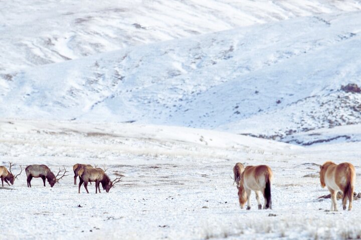Private Day Tour in Hustai Nuruu National Park