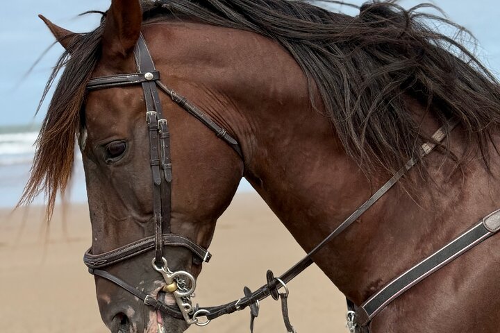 Horseback Riding in Essaouira - Essaouira HorseRiding