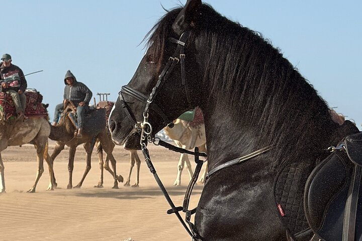 Horseback Riding in Essaouira - Essaouira HorseRiding