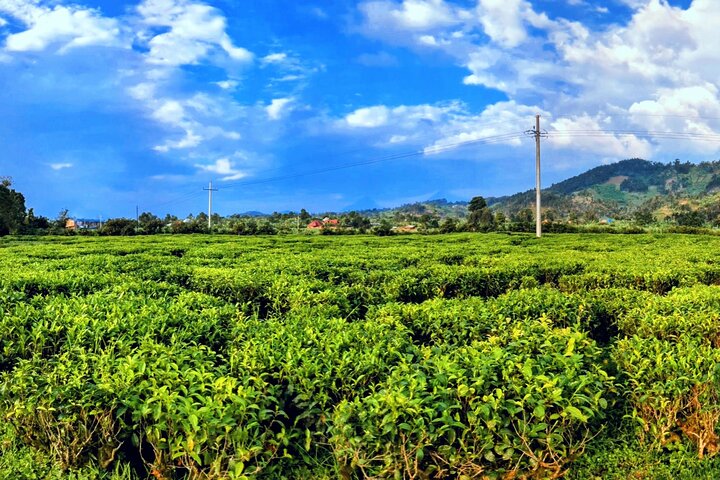 Lake Kivu Coffee Tea, Pottery and Bee Keeping Experiences