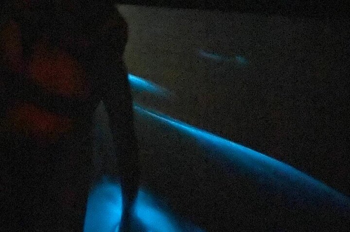 Bioluminescent Night Tour