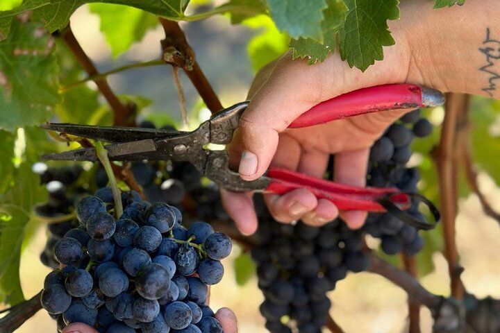 Silex Tours : Wine, History and Culture in Colonia del Sacramento