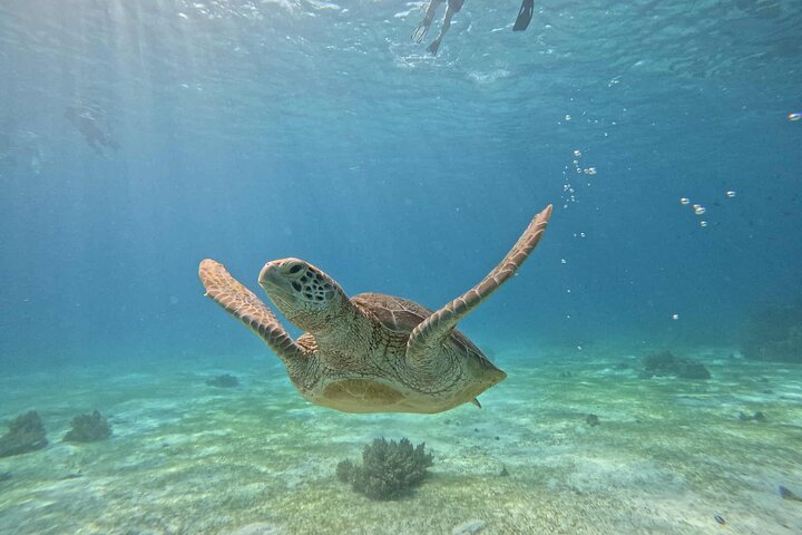Bohol Province Balicasag Island Day Tour