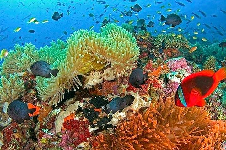 Bohol Province Balicasag Island Day Tour