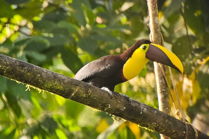 Mindo Cloud Forest: Hummingbirds, Birding & Waterfall Tour