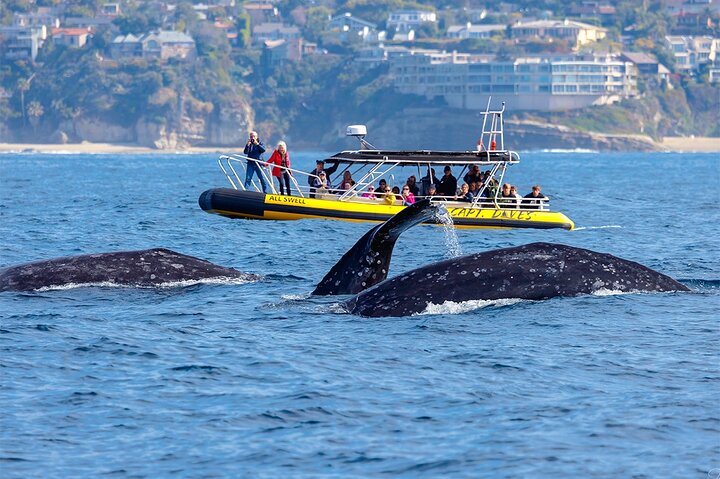 Up-Close Dolphin & Whale Watching Zodiac Adventure in Dana Point