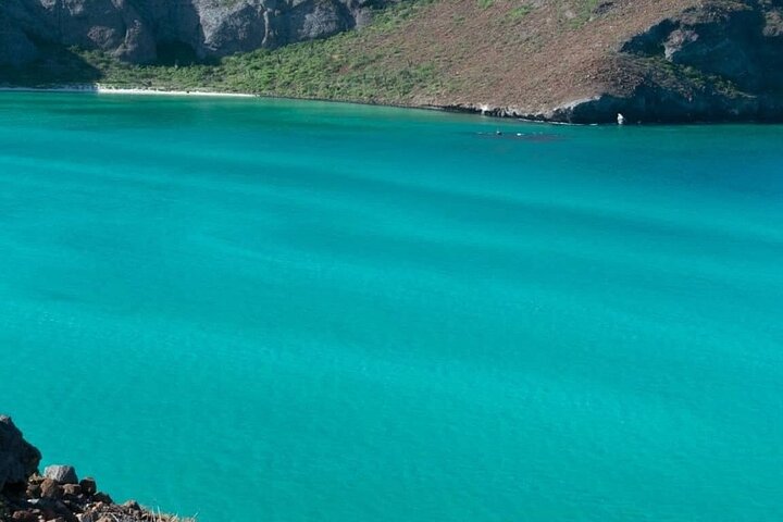 Playa Balandra Beach with La Paz Guided Tour! La Paz Round Trip