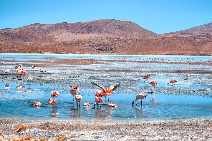 3-Day Uyuni Salt Flats & Lagoons to San Pedro de Atacama