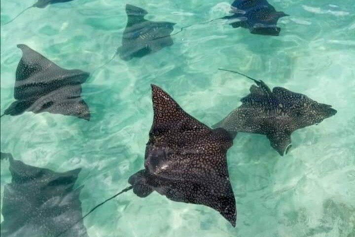BLUE LAGOON | Eco-tour | Snorkeling Avatoru | Secret Green Lagoon