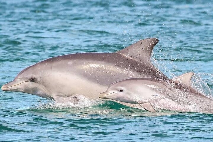 Pensacola Beach Dolphin and Scenic Tour