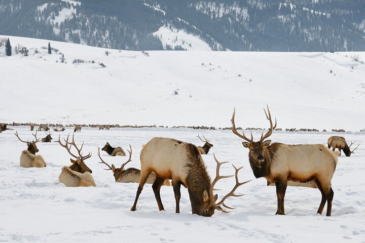 Half-Day Grand Teton Wildlife Safari & Sightseeing Tour