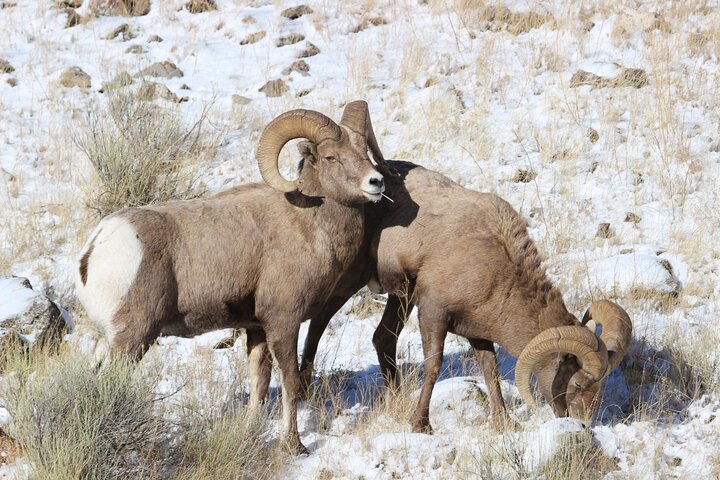Half-Day Grand Teton Wildlife Safari & Sightseeing Tour