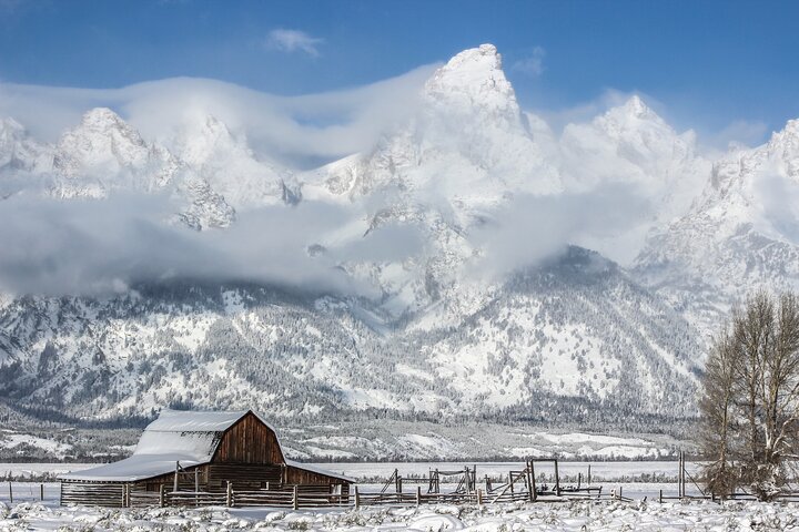 Half-Day Grand Teton Wildlife Safari & Sightseeing Tour