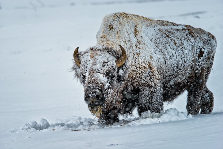 Half-Day Grand Teton Wildlife Safari & Sightseeing Tour