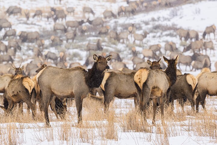 Half-Day Grand Teton Wildlife Safari & Sightseeing Tour