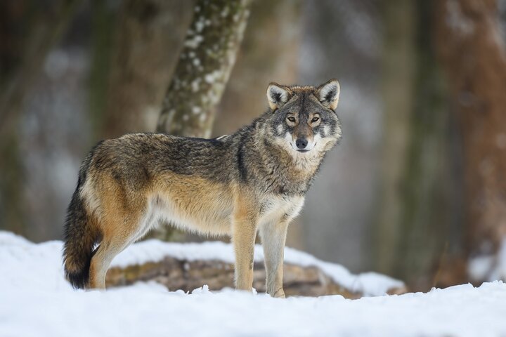 Half-Day Grand Teton Wildlife Safari & Sightseeing Tour