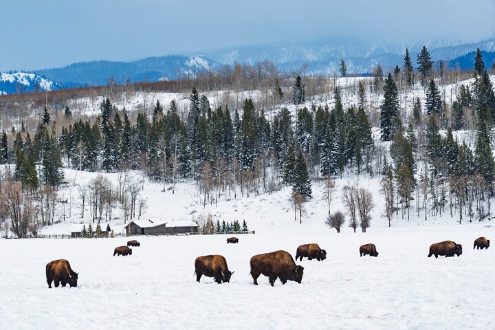 Half-Day Grand Teton Wildlife Safari & Sightseeing Tour