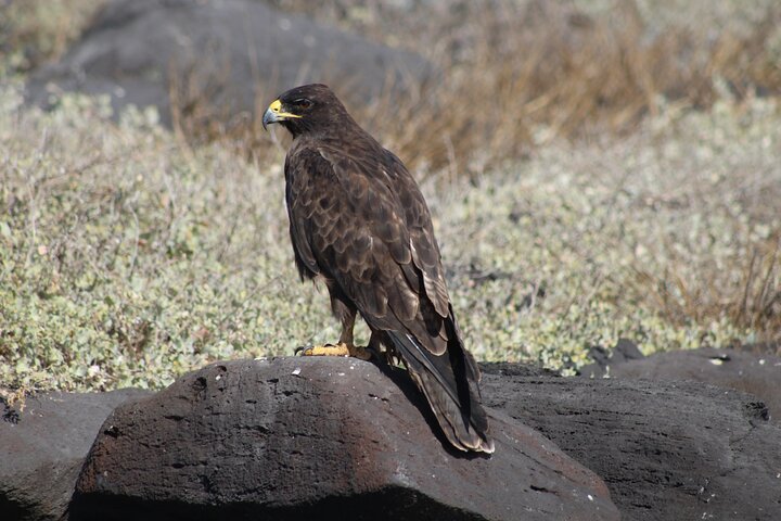 Española Island Tour: Waved Albatross and Wildlife Adventure