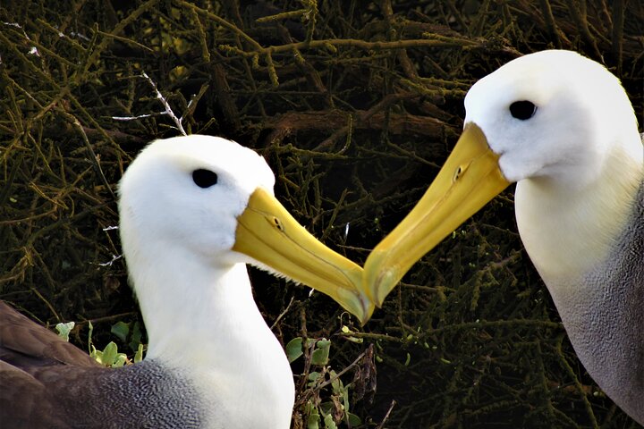 Española Island Tour: Waved Albatross and Wildlife Adventure