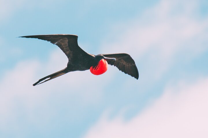 Española Island Tour: Waved Albatross and Wildlife Adventure