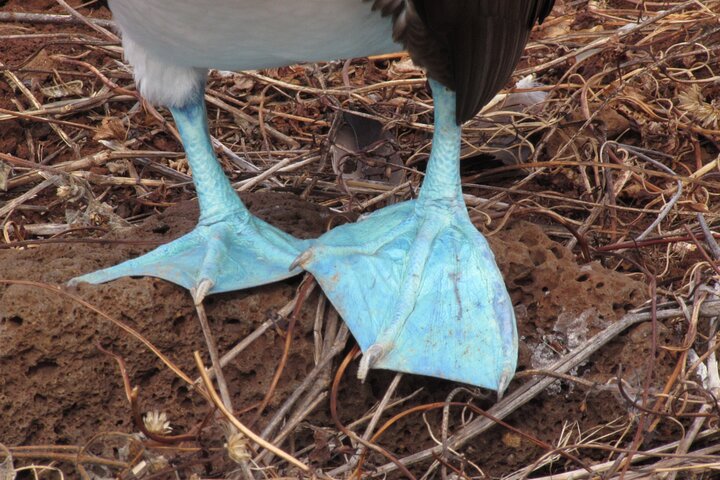 Española Island Tour: Waved Albatross and Wildlife Adventure