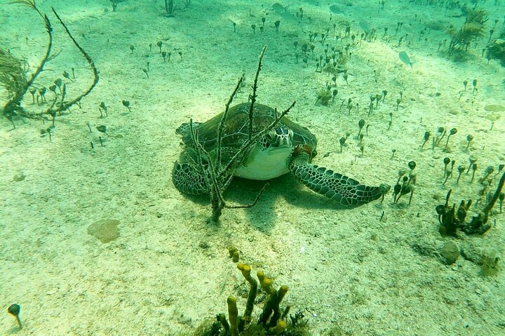 Top 4 Snorkeling Adventures in Bimini