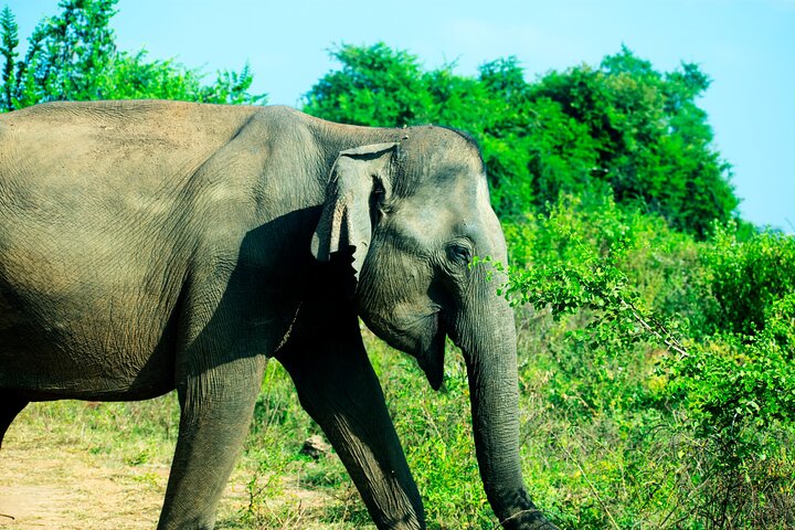 Udawalawe National Park — 4-Hour Private Jeep Safari (Pickup)