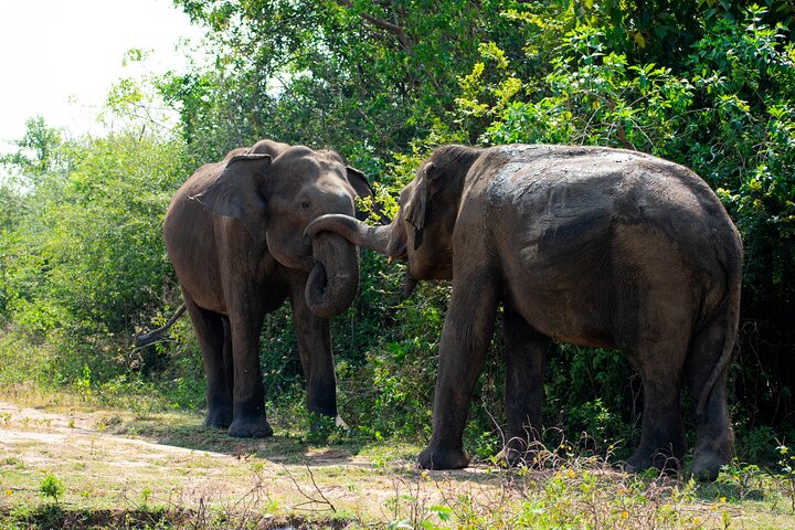 Udawalawe National Park — 4-Hour Private Jeep Safari (Pickup)