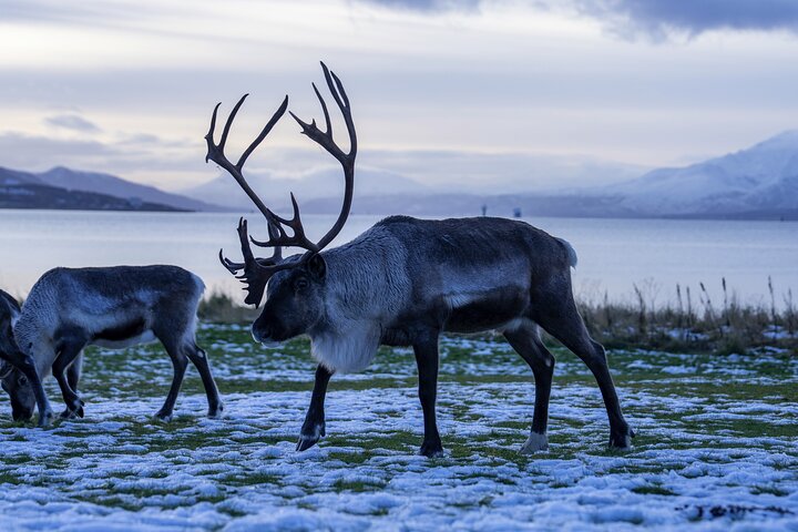 Tromsø: Big Bus Fjord Tour with free photos and wildlife