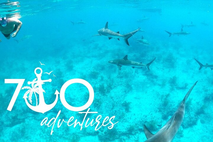 Top 4 Snorkeling Adventures in Bimini