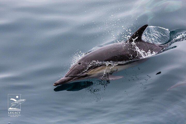 San Diego: 3 Hour Whale Watch Cruise with Legacy Whale Watch