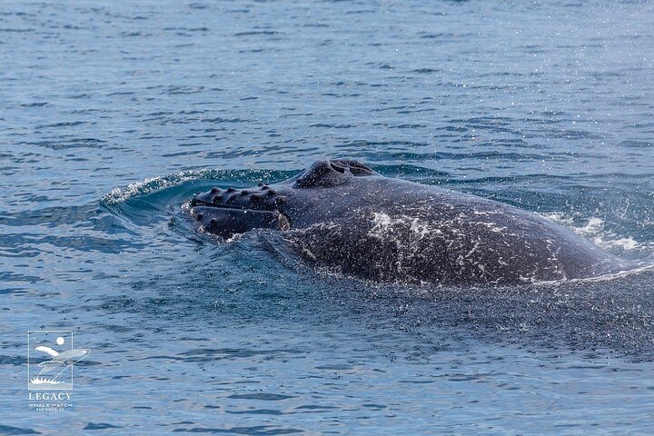 San Diego: 3 Hour Whale Watch Cruise with Legacy Whale Watch