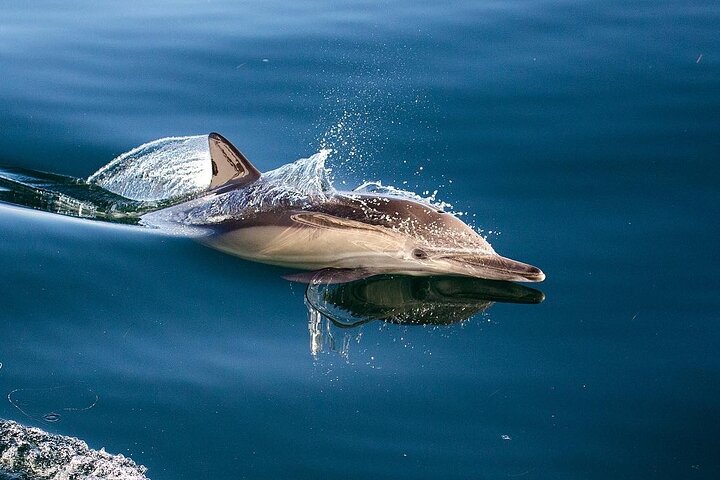 San Diego: 3 Hour Whale Watch Cruise with Legacy Whale Watch