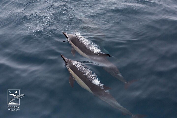 San Diego: 3 Hour Whale Watch Cruise with Legacy Whale Watch